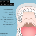 dientes nombres