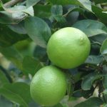 nombre cientifico del limon