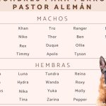 nombres para perros pastor belga