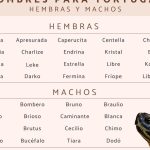 nombres para tortugas